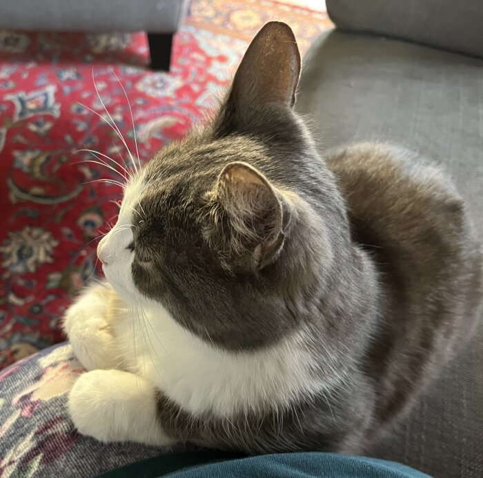 Gråvit katt ligger bredvid någon på en soffa med röd mönstrad matta i bakgrunden. Kattens tass vilar på ett ben.