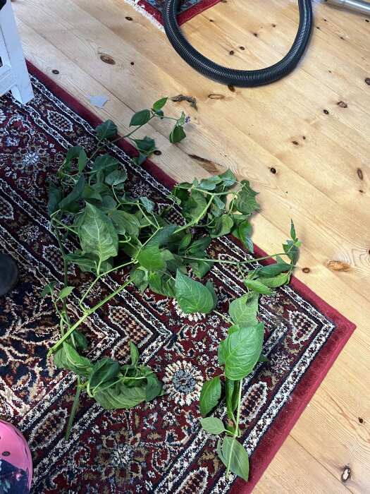 Brutna chiligrenar ligger på en orientalisk matta bredvid ett trägolv och en dammsugarslang.