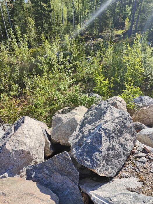 Stora stenblock i en solig skogsglänta med grönskande träd och buskar i bakgrunden.