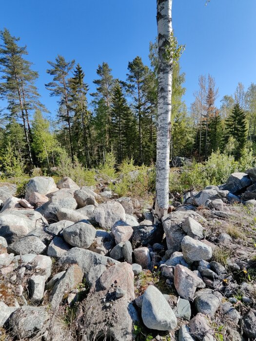 Björkstam omgiven av stenar i en skogsmiljö under klarblå himmel, med tallar och lövträd i bakgrunden.