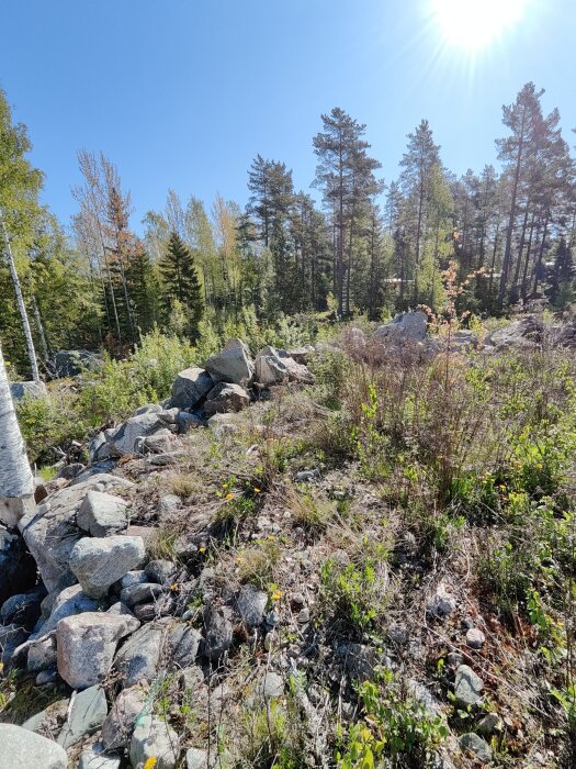 Stenig mark med vilda blommor och gröna buskar i förgrunden, skog av tallar och björkar i bakgrunden under klarblå himmel och sol.