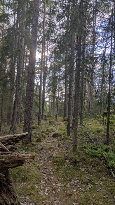 Skogsstig genom en tät skog med höga granar och mossa på marken, solens strålar syns genom grenarna.