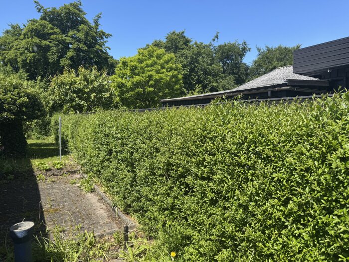 Tät och välklippt häck vid en trädgård intill en modern byggnad, en solig dag med blå himmel och frodigt grönska i bakgrunden.