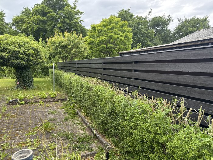 Nyklippt häck framför svart trästaket med grönska och träd i bakgrunden. Planteringslåda syns delvis i förgrunden.