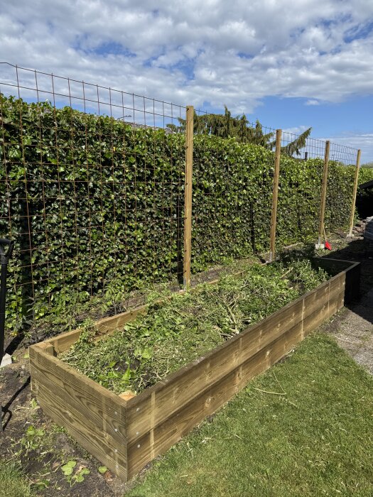 Häck och upphöjd träbädd fylld med grenar och jord, redo för kryddodling; del av trädgårdsprojekt en solig dag.