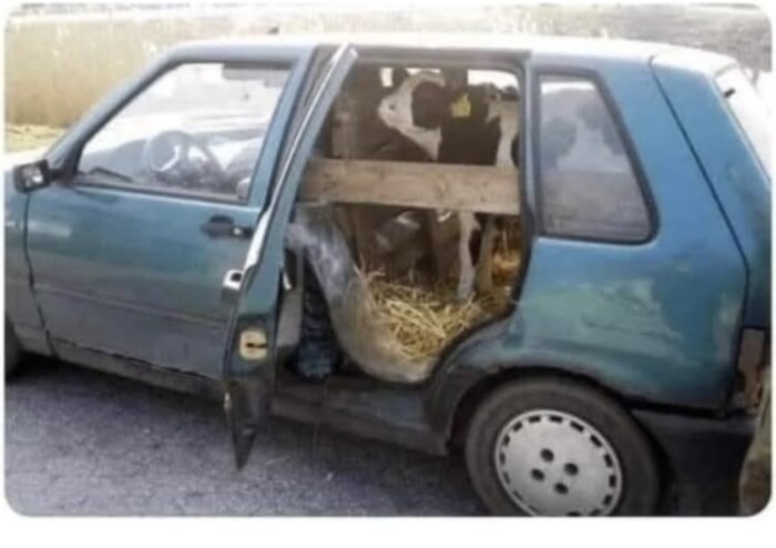 En liten blå bil med en kalv i baksätet, halm och en träskiva. Bilens dörr är öppen.