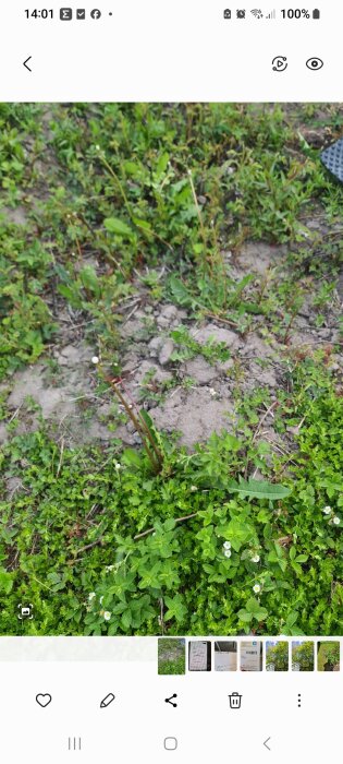 Mark med grönt ogräs och växtstammar, några med blommor, omgiven av jord och gräs.