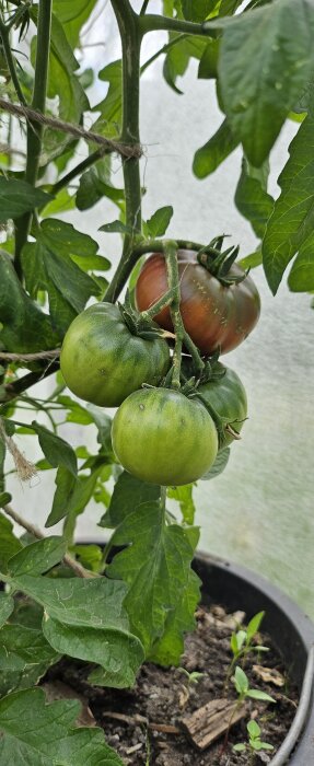 Gröna och en nästan mogen tomat på en planta i en kruka.