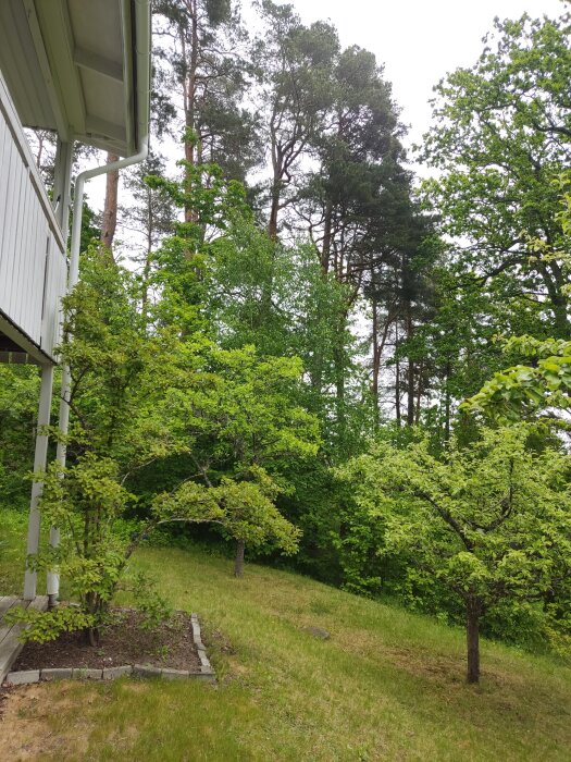 Sutteränghus trädgård i sluttning med grön gräsmatta, träd och buskar. Husgaveln synlig till vänster, himmel och skog bakom.