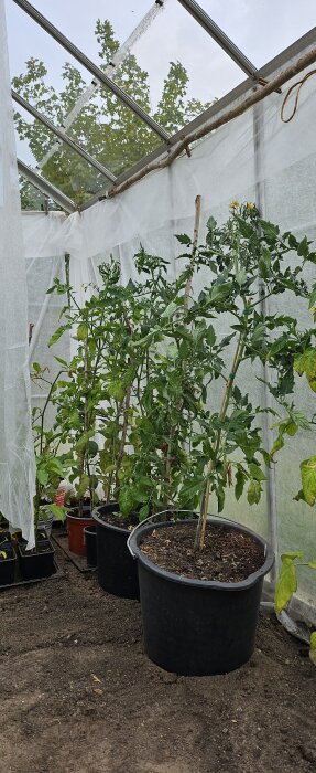 Tomatplantor i svarta krukor i ett växthus, med stöd pinnar och frodiga gröna blad, fotograferade i mitten av april.