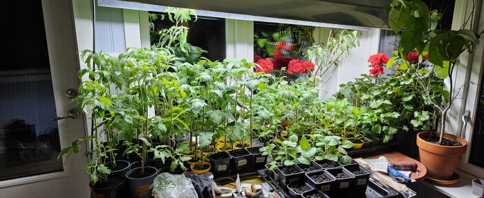 Odling av växter med konstgjord belysning i ett fönster, med tomatplantor i krukor och röda blommor i bakgrunden.