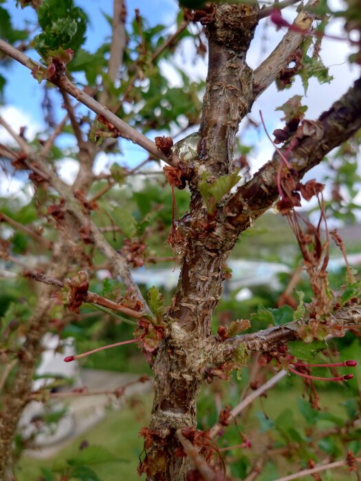 Grenar med vissna blad, svullna partier och genomskinlig geléliknande utsöndring på en buske i en trädgård.