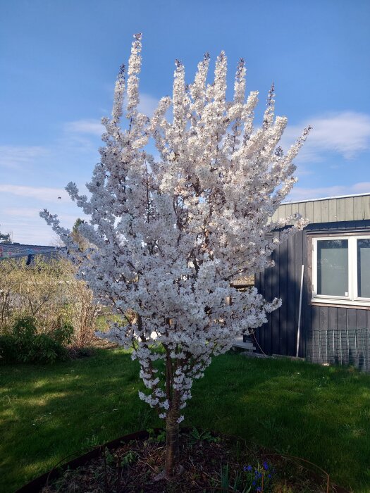 Ett blommande träd med vita blommor står i en trädgård framför ett hus med mörka väggar under en klarblå himmel.