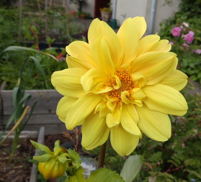 Gul dahlia blommar i trädgårdsmiljö, med bakgrund av odlingslåda och andra växter.