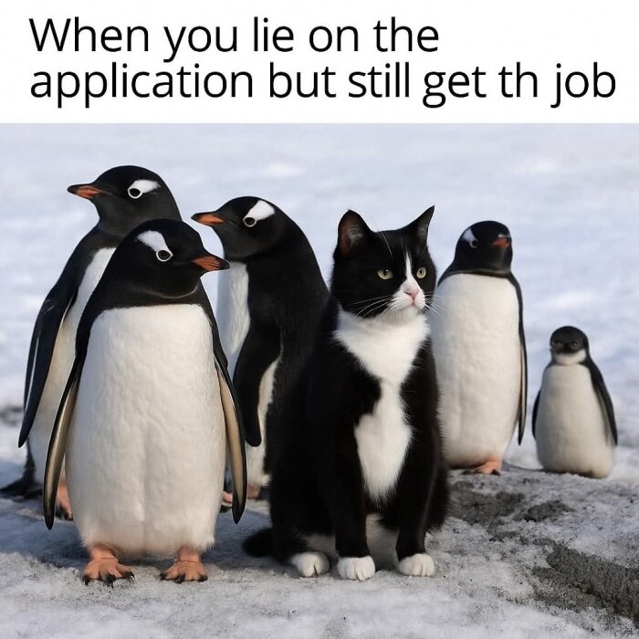 En katt sitter bland flera pingviner på snöig mark, humoristisk text om att få jobb trots felaktig ansökan visas ovanför.