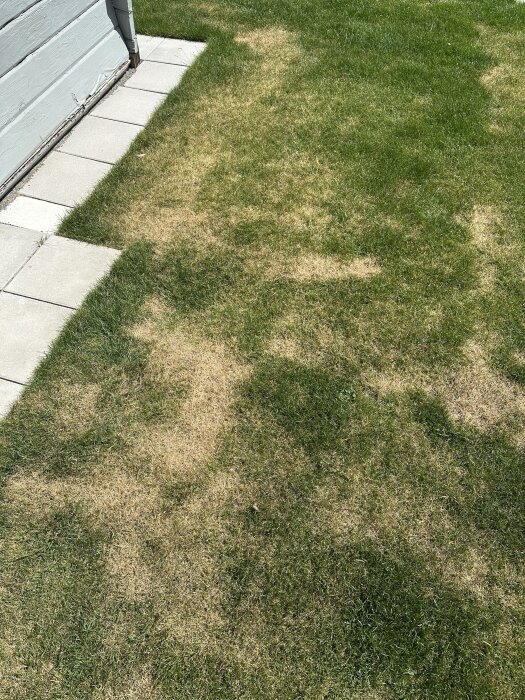 Torr gräsmatta med gula fläckar intill en husvägg och stengång.
