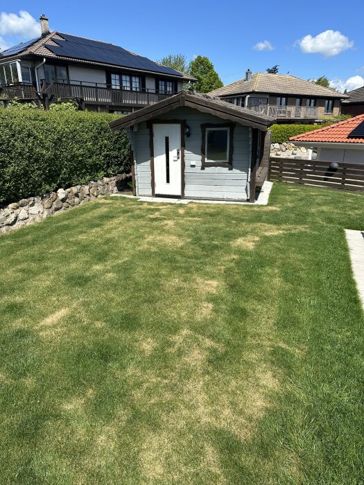 Gulnade fläckar på en annars grön gräsmatta framför en liten grå byggnad, med omgivande häckar och hus i bakgrunden.