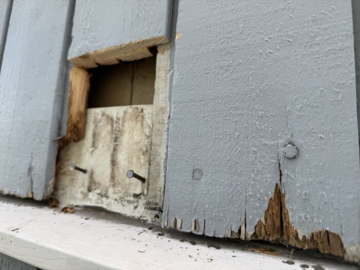 Närbild på en grå målad ytterpanel med rutten nederkant och hål, där två spikar syns.