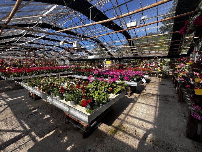 Växthus fyllt med pelargoner i olika färger, solbelyst interiör med växter på bord.