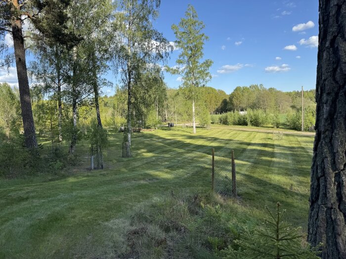 Grön gräsmatta med skog i bakgrunden, solig himmel och glesa träd. Staket och nyklippt gräs syns i förgrunden.