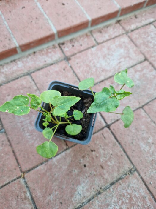 Växt i kruka med runda hjärtblad och pilformade blad, står på en röd stenyta.