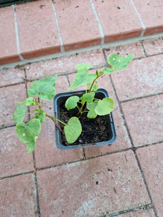 Liten växt i kruka med hjärtformade och pilspetsformade blad på en tegelstenbelagd yta.