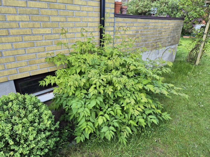 Buske av plymspirea vid husvägg på gräsmatta, omgiven av gul tegelvägg och fönsterkarm. Planeras att tas bort för luftvattenvärmepump.