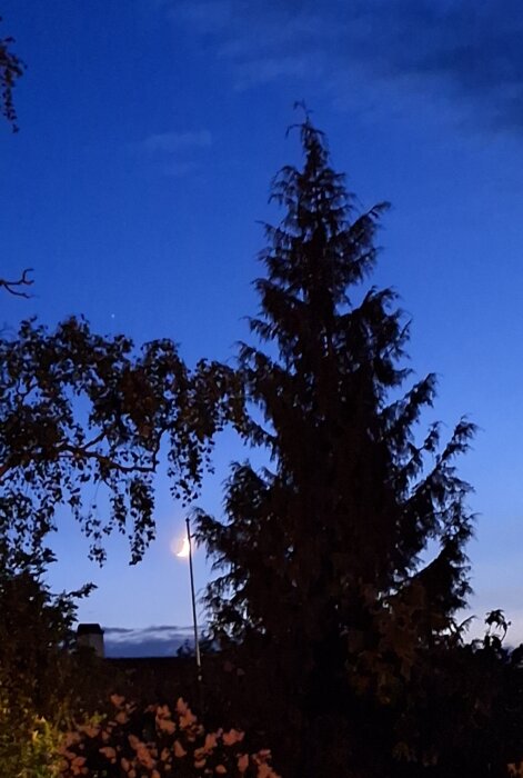 Nattlandskap med en halv måne bakom tallar mot en klar, blå himmel.