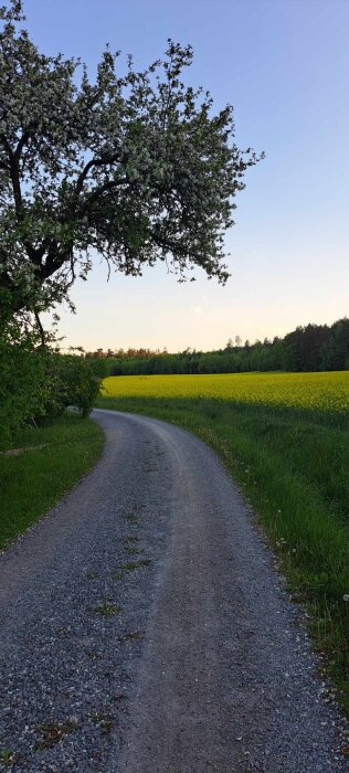 Grusväg slingrar sig genom landskap med blommande träd och rapsfält under en klar himmel.