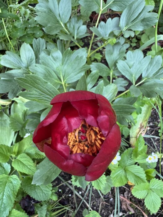 Mörkröd enkel pion med mjukt rundade blad i en trädgård, omgiven av grönska.
