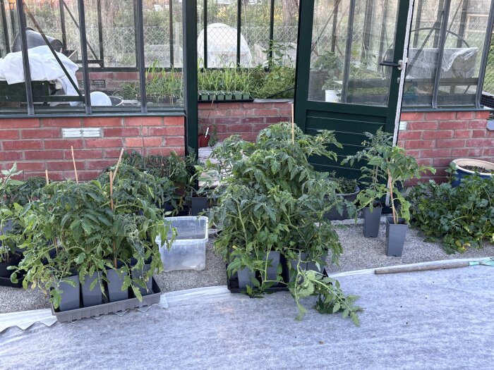 Tomatplantor i krukor utanför ett växthus, med röd tegelvägg och glasdörr. Växthusets insida syns i bakgrunden.