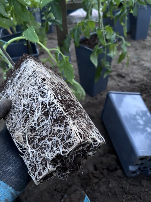 Närbild av tomatväxtens rötter i en jordklump, redo för plantering. Bakom syns fler plantor i svarta krukor.