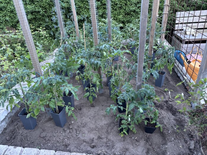 Tomatplantor i svarta krukor planterade kring pålar i en trädgård med betongkant; växthusgolv och droppslang syns.