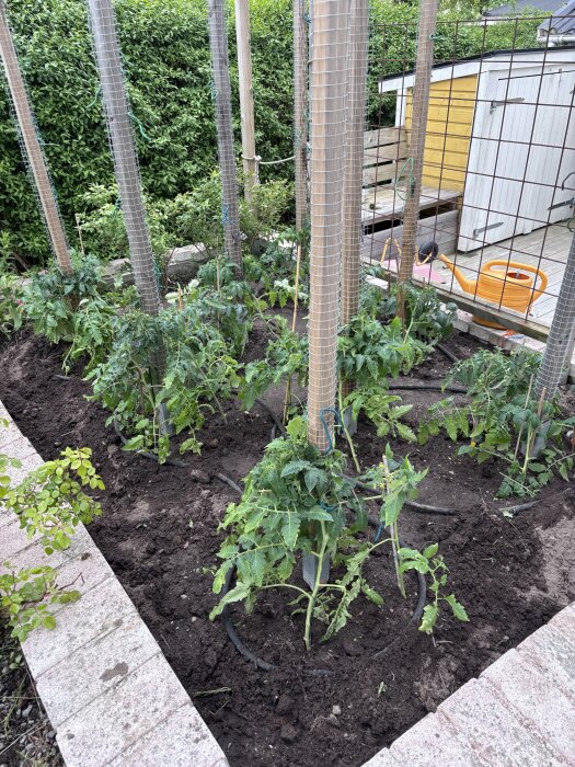 Tomatplantor planterade runt träpålar i en trädgård, med droppslang och nät för stöd, samt en orange vattenkanna bredvid ett gult och vitt skjul.