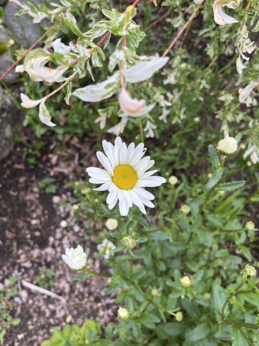 En blommande prästkrage i trädgården, omgiven av grönska och knoppande blommor.
