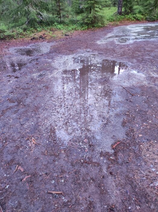 Bilden visar en lerig mark med vattenpölar efter regn i en skogsomgivning.