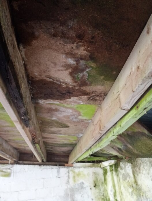 Garagetakets insida med träbalkar och fuktfläckar med grön och brun missfärgning synliga på ytan.