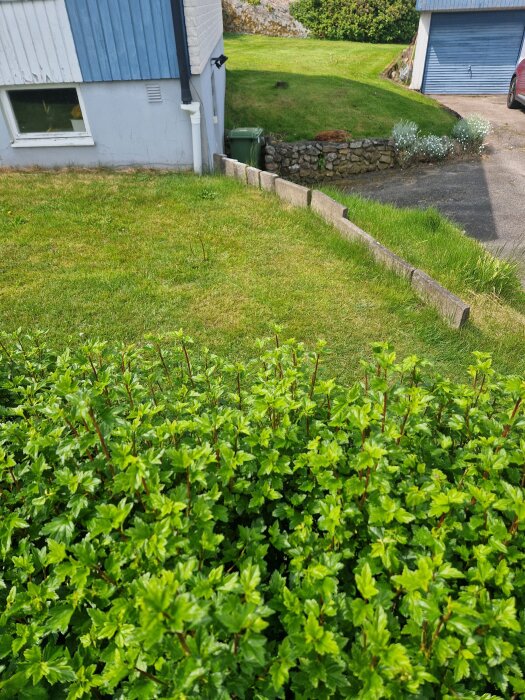 Trädgård med gräs, buskar och låg stenmur längs en sluttning intill ett hus med blå panel.