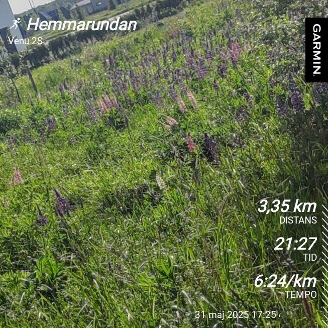 En grön äng med lila och rosa blommor, troligen lupiner, i dagsljus. Garmin-data visar distans och tid för en löprunda.
