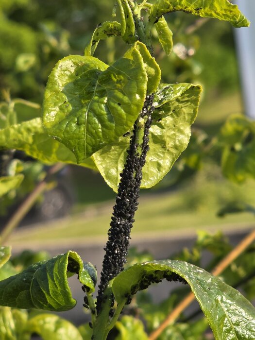 Svarta bladlöss på gröna blad av en växt i trädgården.