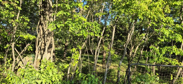 Gles häck av träd och buskar med gröna blad, delvis skymmande ett träd och gräsmatta i bakgrunden, solbelyst, med stängsel i förgrunden.