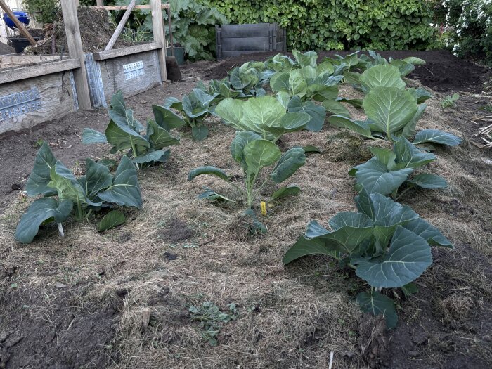 Kålland med växande kålplantor i en trädgård, omgiven av kompostlådor och grönska.