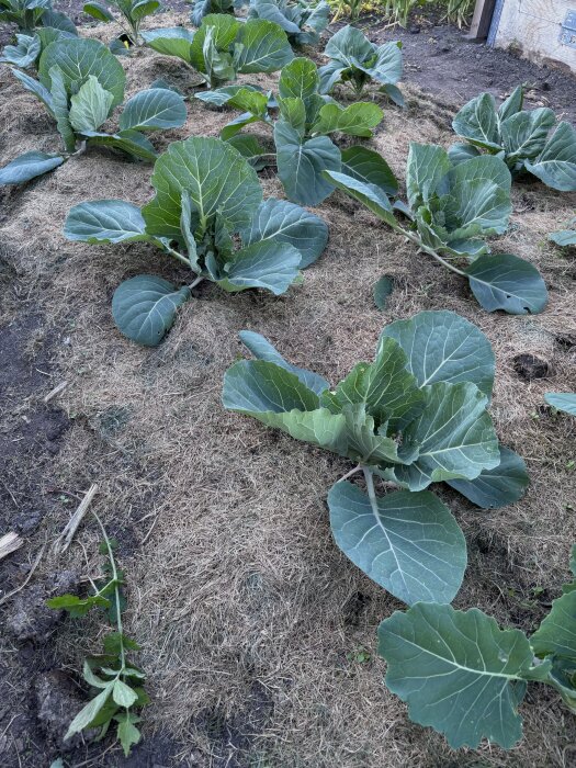 Kålplanter i en trädgård med halm som täckmaterial runt dem.