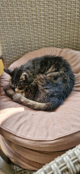 En katt sover tillsammansrullad på en rosa kudde i en rottingstol.