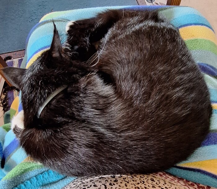 Svart katt sover hopkurad på en färgglad filt.