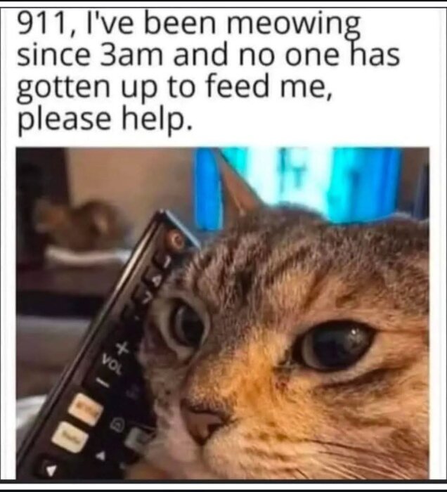 Katt håller en fjärrkontroll mot örat, ser ut som den pratar i telefon, med text som ber om hjälp för att få mat.