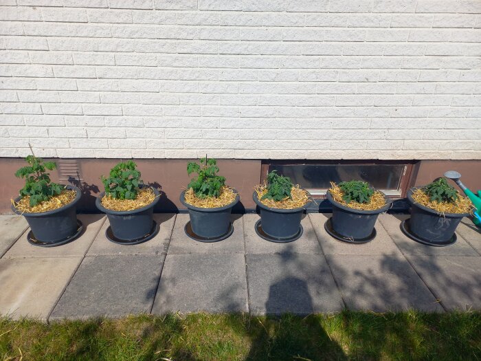 Sex krukor med busktomater utanför en vägg.