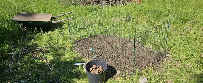 En hink med jordärtskockor bredvid ett inhägnat och nygrävt potatisland, med en skottkärra i bakgrunden.