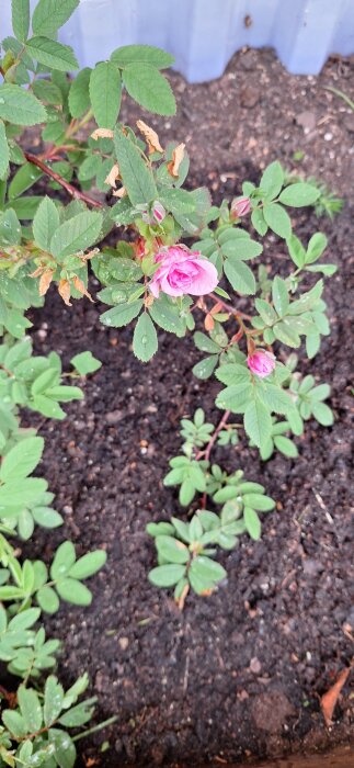 Kanelros med rosa blommor i trädgårdsbädd, omgiven av grönska på mörk jord.