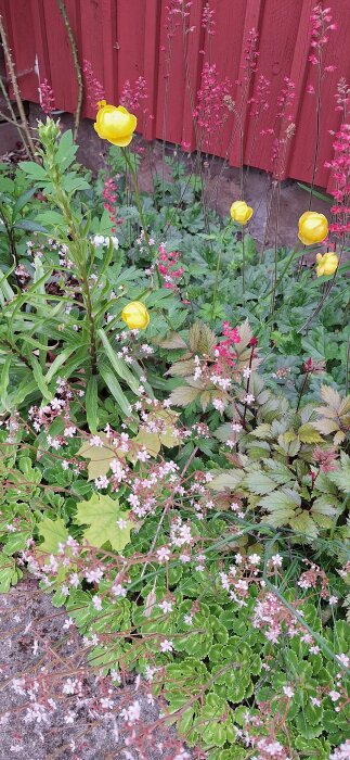Blomrabatt med gul smörboll, röd alunrot och rosa skuggbräcka framför en röd trädgårdsvägg.
